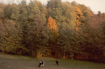 Colori Autunno