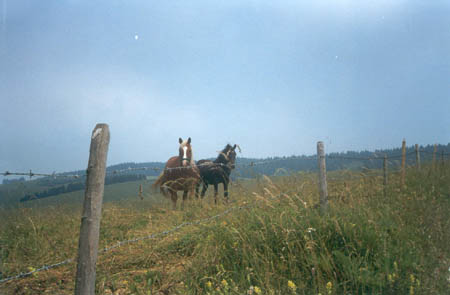 CavalliGallio