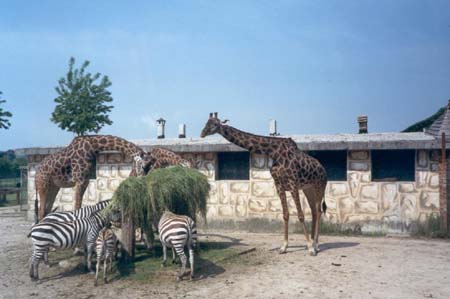 Parco Zoo(VR)