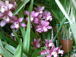 Orchidee