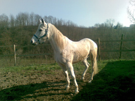 Shaara